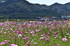 秋桜とジーゼル列車