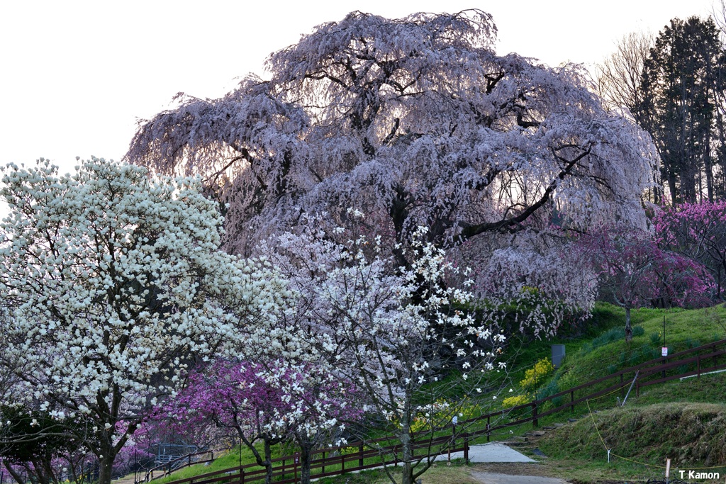 又兵衛桜と木蓮