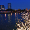 大川沿いの夜桜