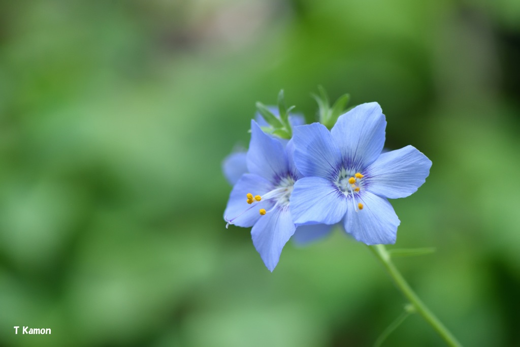 華麗な花々～エゾノハナシノブ