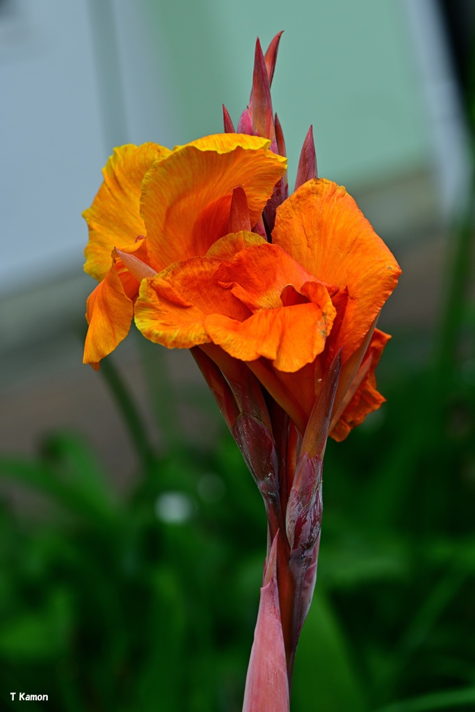 花の形は独特