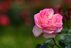 五月の薔薇