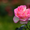 五月の薔薇