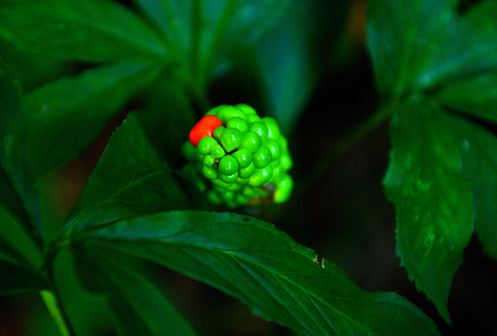 マムシグサの実