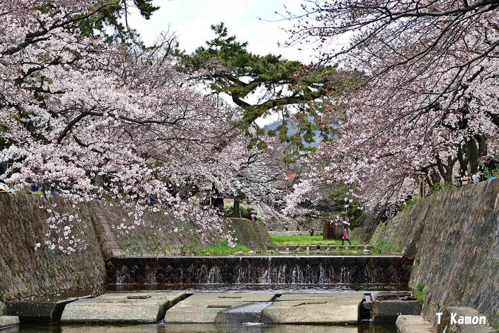 2019桜～西宮／夙川①