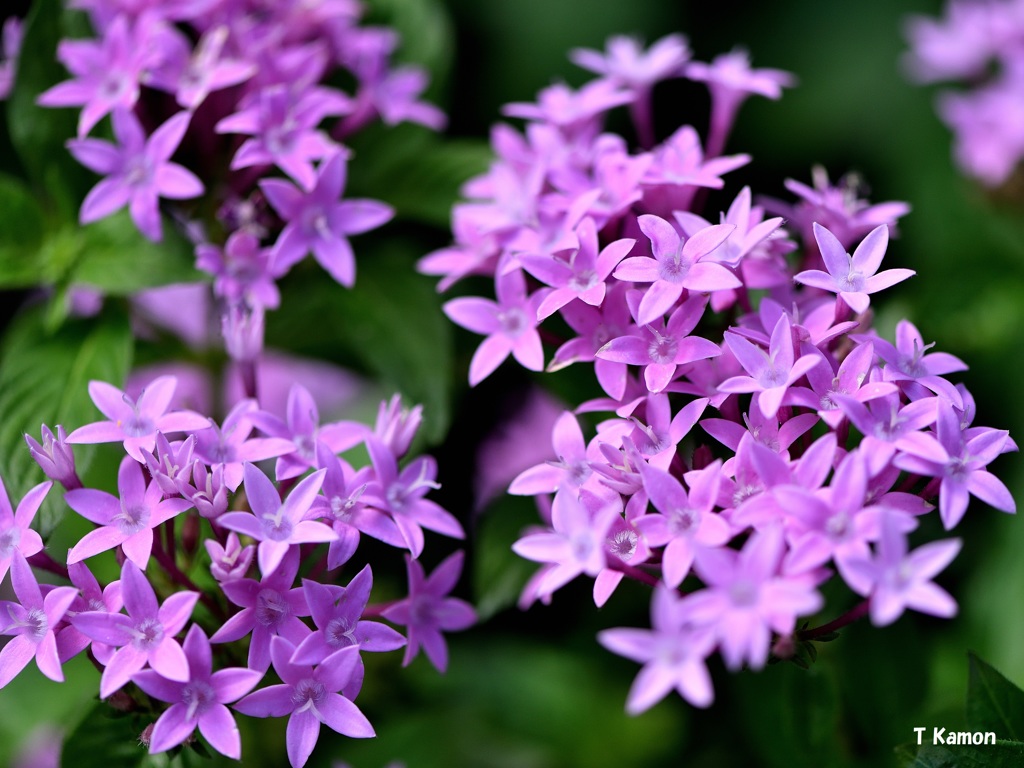 香港的紫荆花与大陆的紫荆花有什么区别？ - 知乎