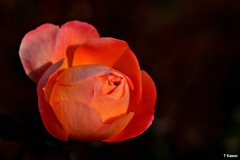 Lady Emma Hamilton