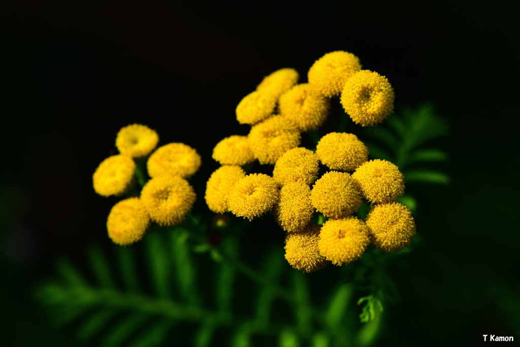 雲丹の様な花
