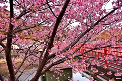 朱色の橋と河津桜