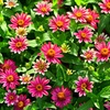 お花畑