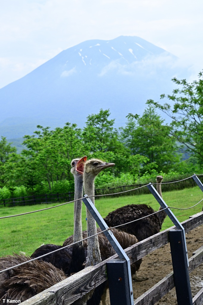 羊蹄山をバックに