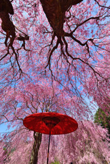 しだれ桜と野点傘③
