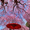 しだれ桜と野点傘③