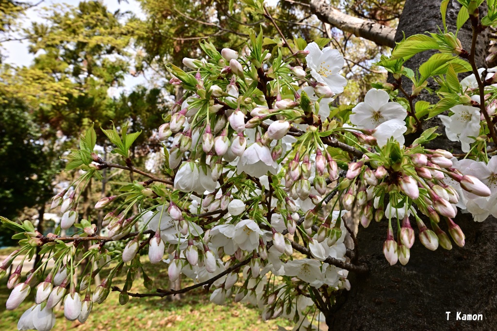 密集①ー4月1日
