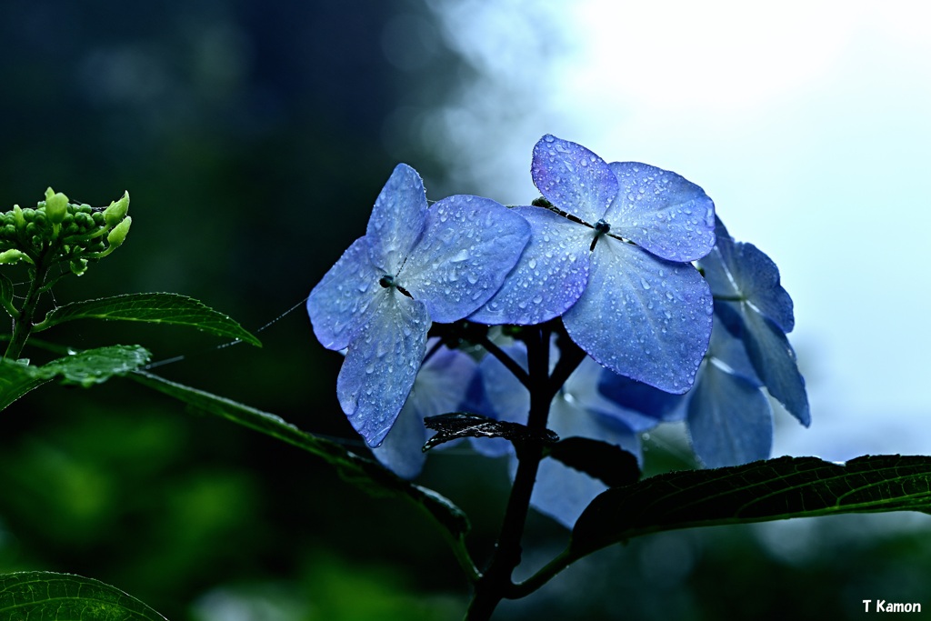 雨空に紫陽花