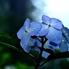 雨空に紫陽花