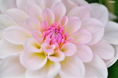 花水木