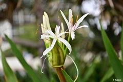 浜木綿の花