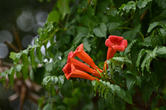 亜米利加凌霄花