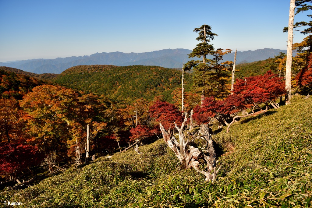大台ケ原の紅葉
