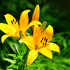 Yellow Lily