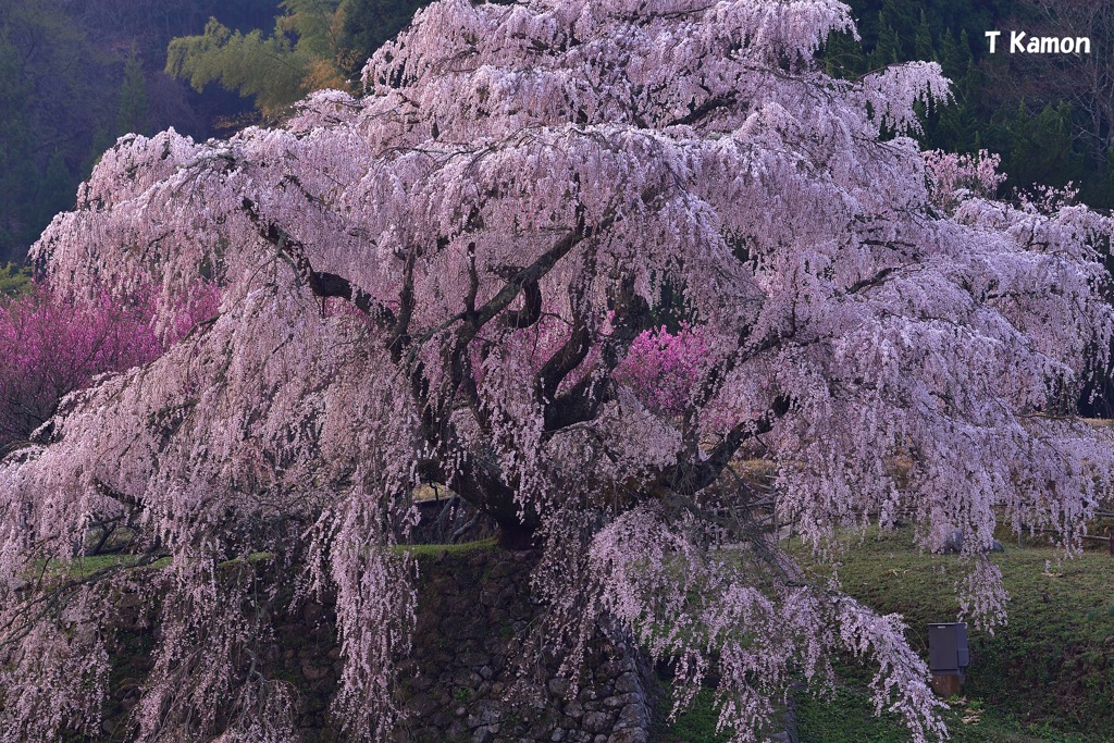 日の出後の又兵衛桜Ⅱ