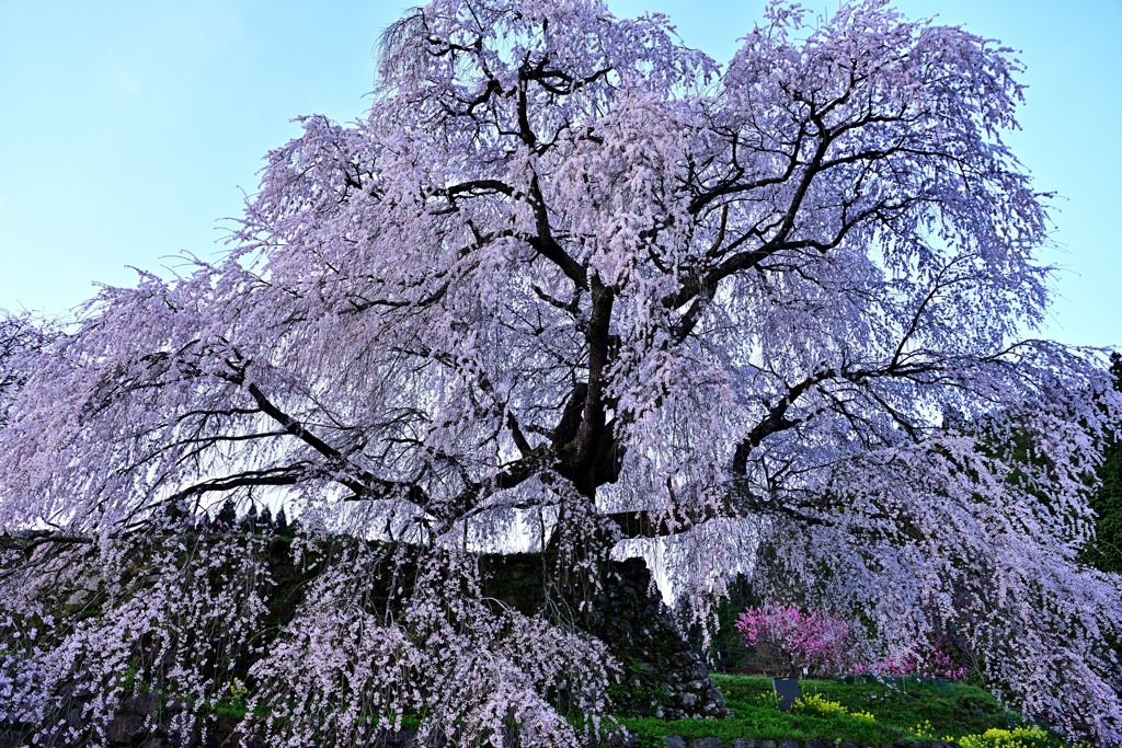 ≪2022桜≫　迫り来る