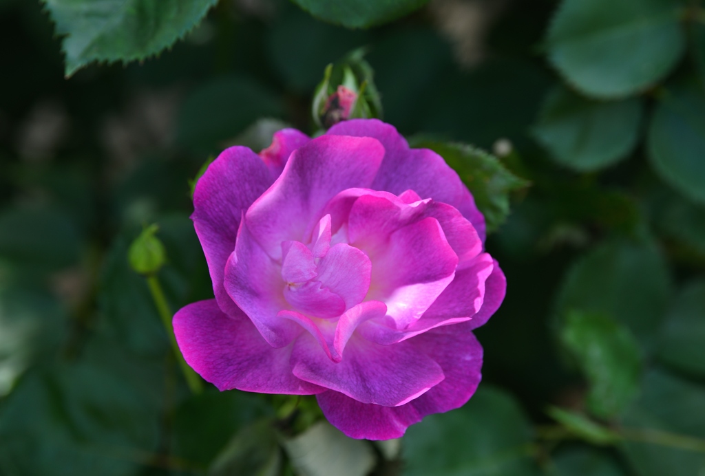 Rose of May ⅱ