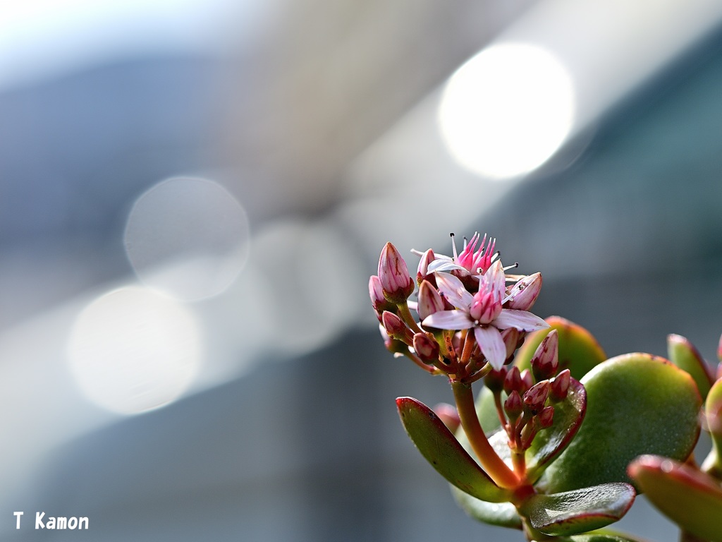 金がならずに花が咲きましたⓑ