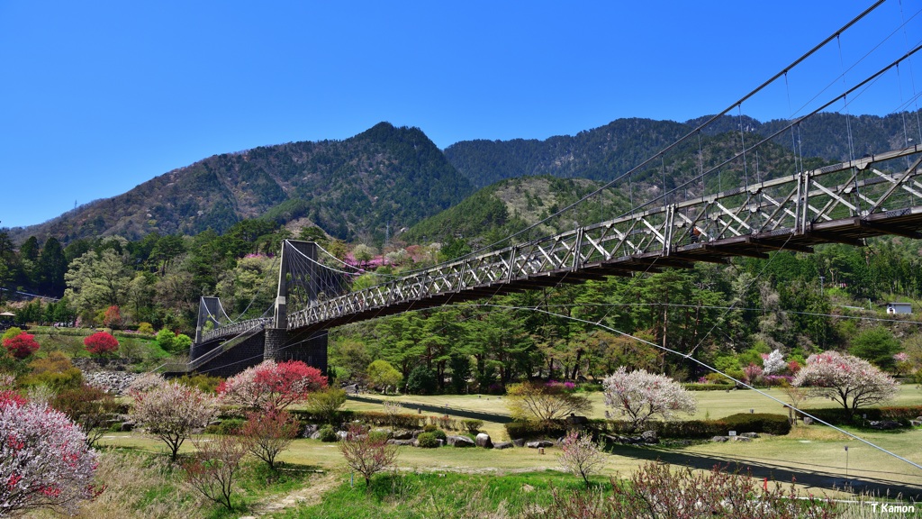 春の桃介橋
