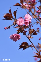 五稜郭公園の桜②