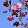 五稜郭公園の桜②