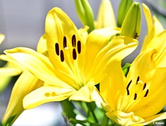 綺麗なユリの花粉には注意!