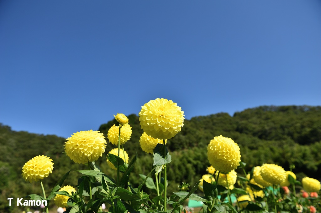 黒川ダリア園①