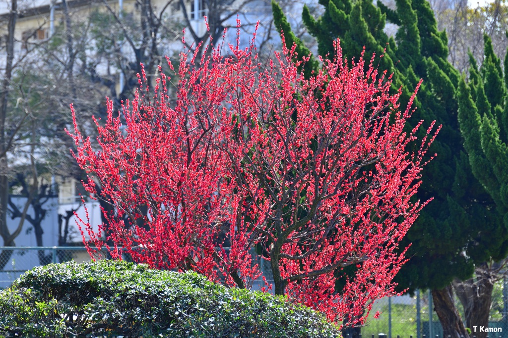 紅梅
