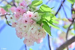 鬱金桜①