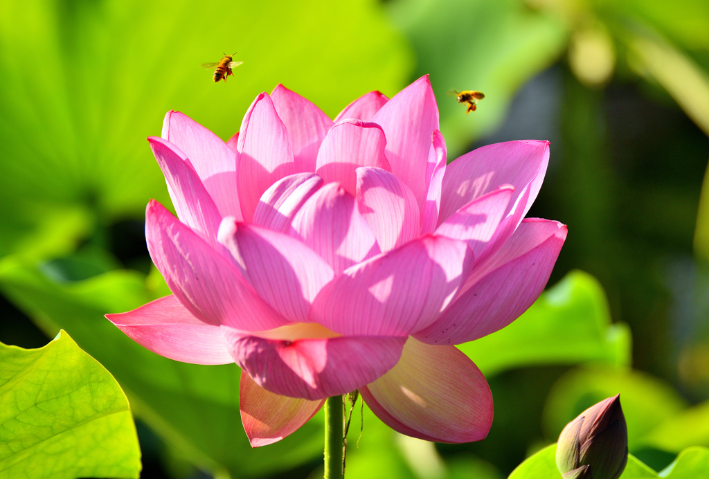 どこに蜜があるの？