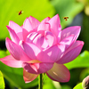 どこに蜜があるの？
