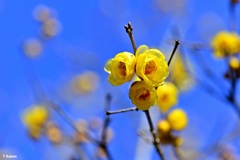 中心の花弁は暗紫色