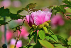 牡丹の花