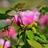 牡丹の花