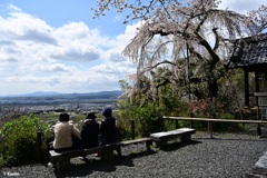 「老いた」桜③