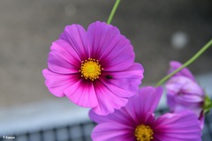 秋桜