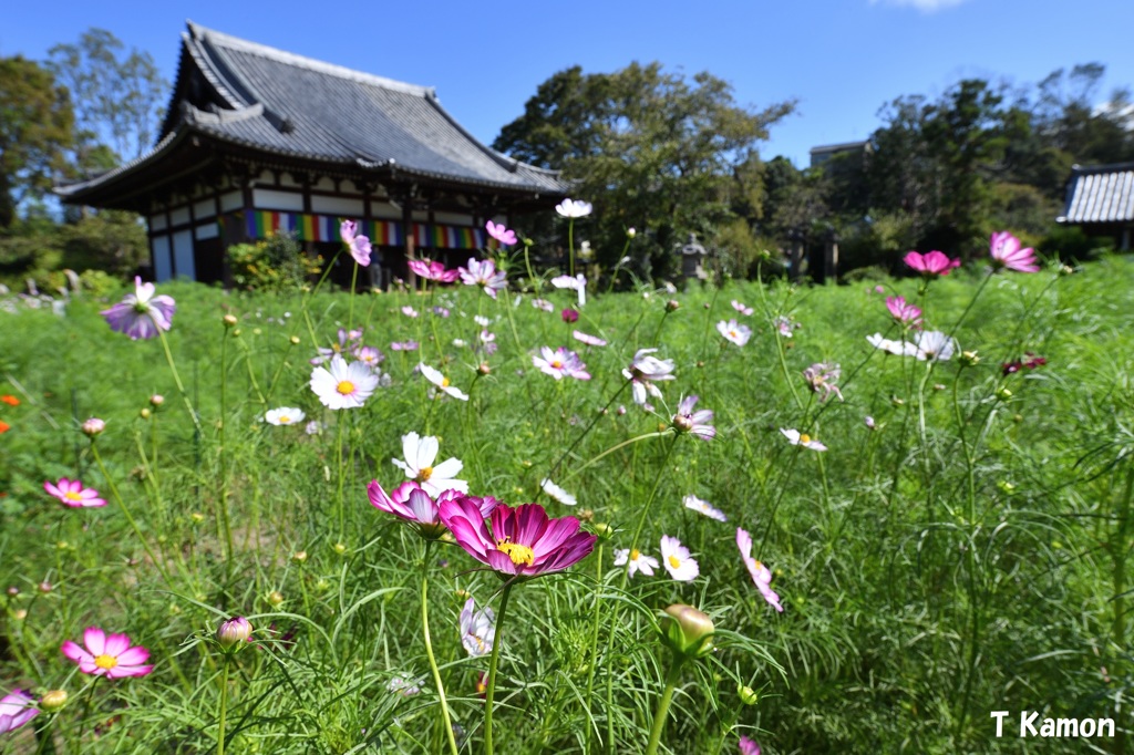 コスモス寺