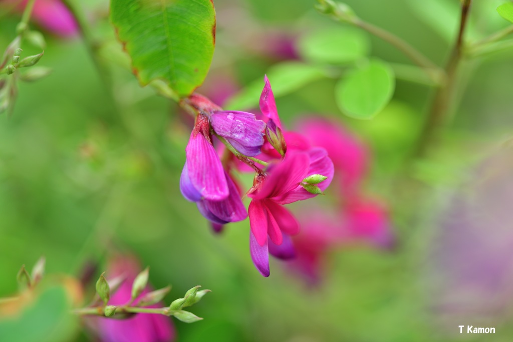 秋の花～萩①
