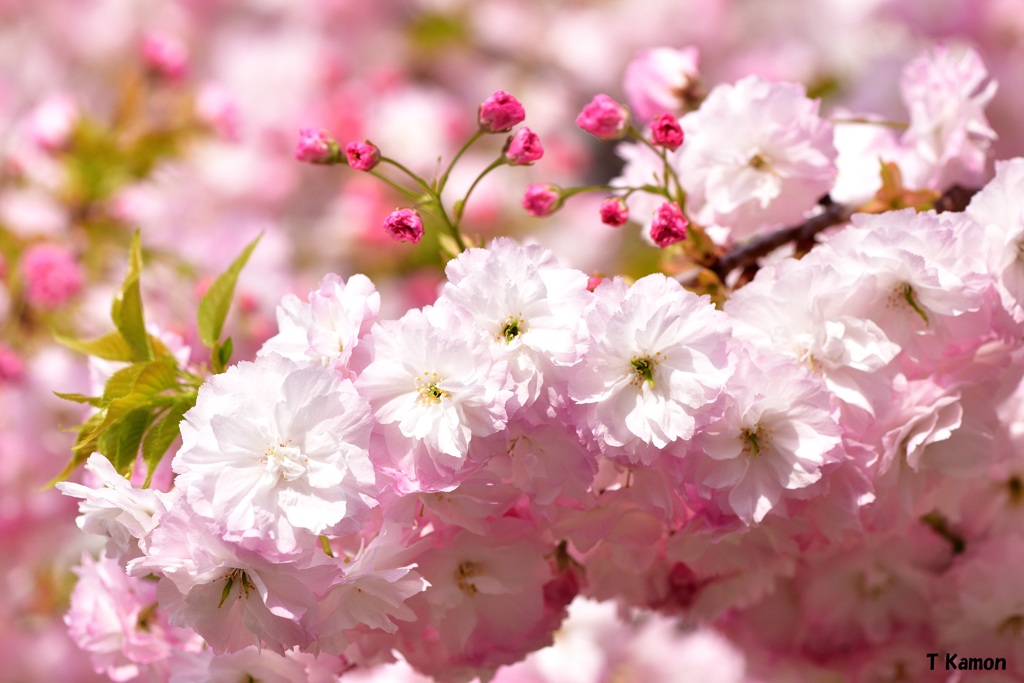 通り抜け八重桜①