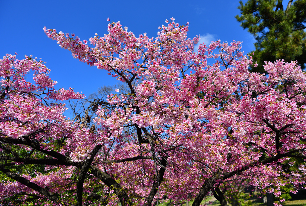 早咲き桜