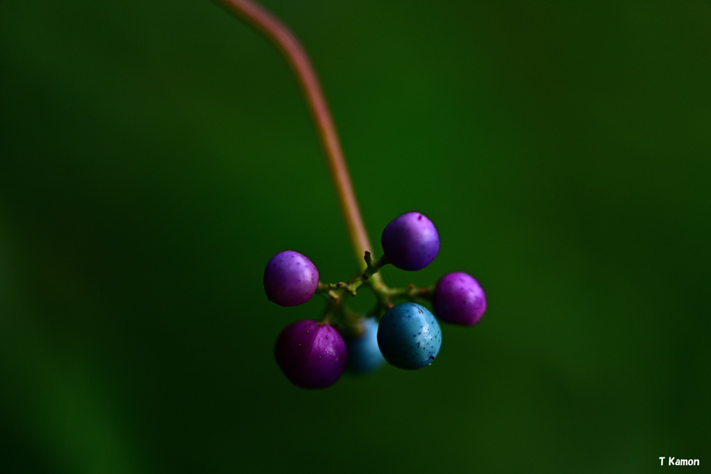 青い玉と紫の玉