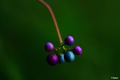 青い玉と紫の玉
