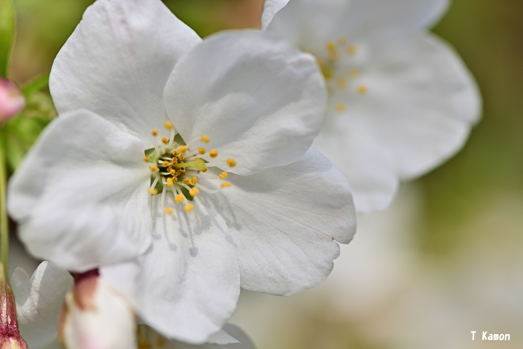 穢れを知らない純白の花びら